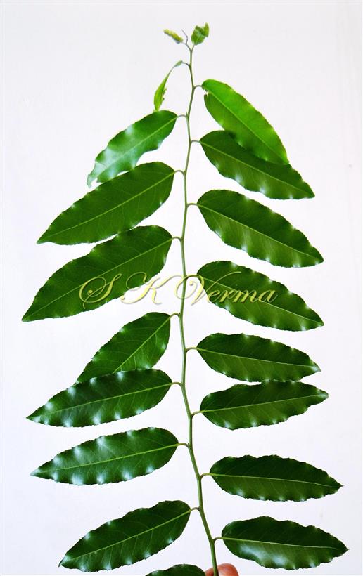  Leafy Shoot